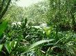 Rainforest & River Vegetation, Venezuela, S.America by Nick Gordon Limited Edition Print