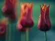Tulipa Aladdin (Tulip, Lily Flowered Group) by Hemant Jariwala Limited Edition Print