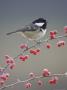 Coal Tit, Perched On Red Cotoneaster Berries, Scotland by Mark Hamblin Limited Edition Print