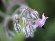 Borago Officinalis (Borage) by Hemant Jariwala Limited Edition Pricing Art Print