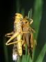 Migratory Locust, Portugal by Paulo De Oliveira Limited Edition Print