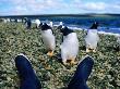 Gentoo Penguins On Shore by Jonathan Chester Limited Edition Print