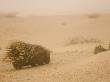 Porcupine In Coastal Fog, Kaokoveld, Namib Desert by Adrian Bailey Limited Edition Print