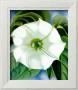 Jimson Weed, 1932 by Georgia O'keeffe Limited Edition Print