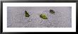 Moss On Three Stones In A Zen Garden, Washington Park, Portland, Oregon, Usa by Panoramic Images Limited Edition Print