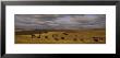 Buffaloes Grazing On A Landscape, North Dakota, Usa by Panoramic Images Limited Edition Print