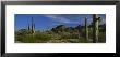 Cactus Plant On A Landscape, Sonoran Desert, Organ Pipe Cactus National Monument, Arizona, Usa by Panoramic Images Limited Edition Print