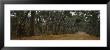Dirt Road Passing Through A Forest, Kangaroo Island, Australia by Panoramic Images Limited Edition Print