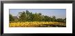 Tractor In A Tobacco Field, Winchester, Kentucky, Usa by Panoramic Images Limited Edition Print