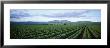 Crops In A Farm, California, Usa by Panoramic Images Limited Edition Pricing Art Print