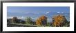 Pear Trees In The Swiss Midlands, Reusstal, Switzerland by Panoramic Images Limited Edition Print