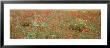 Poppies Growing In A Field, Sicily, Italy by Panoramic Images Limited Edition Pricing Art Print