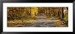 Autumn Leaves On The Road, Connecticut, Usa by Panoramic Images Limited Edition Print