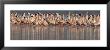 Lesser Flamingos In Water by Panoramic Images Limited Edition Pricing Art Print