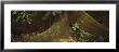 Tree Root, Carara National Park, Costa Rica by Panoramic Images Limited Edition Print