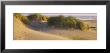 Grass On The Beach, Pacific Ocean, Boardman State Park, Oregon, Usa by Panoramic Images Limited Edition Print