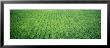 Rice Field, Japan by Panoramic Images Limited Edition Pricing Art Print