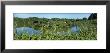 Venice Area Audubon Rookery, Florida, Usa by Panoramic Images Limited Edition Print