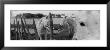 Horses, Camargue, France by Panoramic Images Limited Edition Print