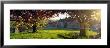 Trees On A Lawn, Muston Village, North Yorkshire, England, United Kingdom by Panoramic Images Limited Edition Print