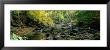 Stream Flowing Through Forest, Eller Beck, England, United Kingdom by Panoramic Images Limited Edition Pricing Art Print