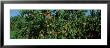 Low Angle View Of Peaches Growing On A Peach Tree, Michigan, Usa by Panoramic Images Limited Edition Pricing Art Print