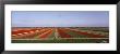 High Angle View Of Cultivated Flowers On A Field, Holland by Panoramic Images Limited Edition Print