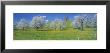 View Of Blossoms On Cherry Trees, Zug, Switzerland by Panoramic Images Limited Edition Pricing Art Print
