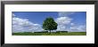 Single Tree, Germany by Panoramic Images Limited Edition Print