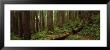 Lush Forest With Path, Jedediah Smith State Park, California, Usa by Panoramic Images Limited Edition Print