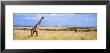 Giraffe, Maasai Mara, Kenya by Panoramic Images Limited Edition Pricing Art Print