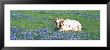 Texas Longhorn Cow Sitting On A Field, Hill County, Texas, Usa by Panoramic Images Limited Edition Print