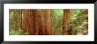 Redwood Trees, Muir Woods, California, Usa by Panoramic Images Limited Edition Pricing Art Print