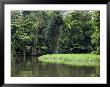 On The Back Waters At Tortuguero, Costa Rica, Central America by R H Productions Limited Edition Pricing Art Print