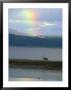 Rainbow Over Loch Linnhe Western Highlands With Red Deer, Scotland by David Boag Limited Edition Pricing Art Print