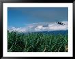 The Sugar Cane Crop, Kauai, Hawaii, Usa by Lawrence Worcester Limited Edition Print
