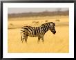 Zebra In Golden Grass At Namutoni Resort, Namibia by Joe Restuccia Iii Limited Edition Print