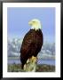 Bald Eagle On Post, Usa by David Tipling Limited Edition Pricing Art Print