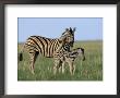 Burchell's (Plains) Zebra And Newborn Foal (Equus Burchelli), Etosha National Park, Namibia, Africa by Steve & Ann Toon Limited Edition Print