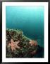 Starfish, And Sardine Panorama, Mexico by Tobias Bernhard Limited Edition Print