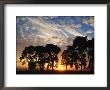 Sunset View With Silhouetted Trees, Muritz National Park, Germany by Norbert Rosing Limited Edition Print