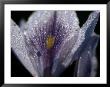 Dew-Ladened Flower Petals by Chris Johns Limited Edition Print