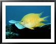 A Golden Damselfish by Wolcott Henry Limited Edition Pricing Art Print
