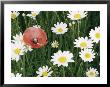 View Of A Single Poppy In A Field Of Daisies by Paul Zahl Limited Edition Pricing Art Print