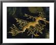 Leafy Sea Dragon by Paul Zahl Limited Edition Print