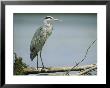 Graceful Gray Heron Standing On A Log by Klaus Nigge Limited Edition Print