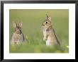 Rabbit, Youngsters Outside Burrow, Scotland by Mark Hamblin Limited Edition Print
