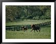 A Horse And Its Colt Run Through A Field by Dick Durrance Limited Edition Pricing Art Print