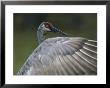 A Sandhill Crane Peers Over Its Unfurled Wing by Randy Olson Limited Edition Pricing Art Print