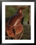 Western Riding Saddle by Michael Melford Limited Edition Pricing Art Print